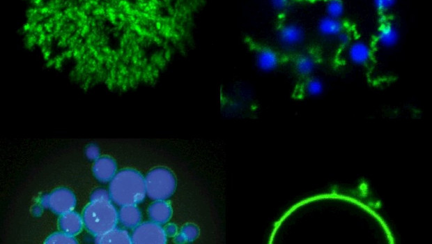 ep las mezclas de cops verde y elps azul pueden ser usadas para crear una variedad de nuevas