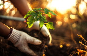 esneca apadrina arboles