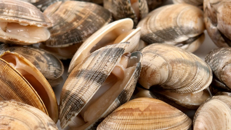 almeja fina de corea