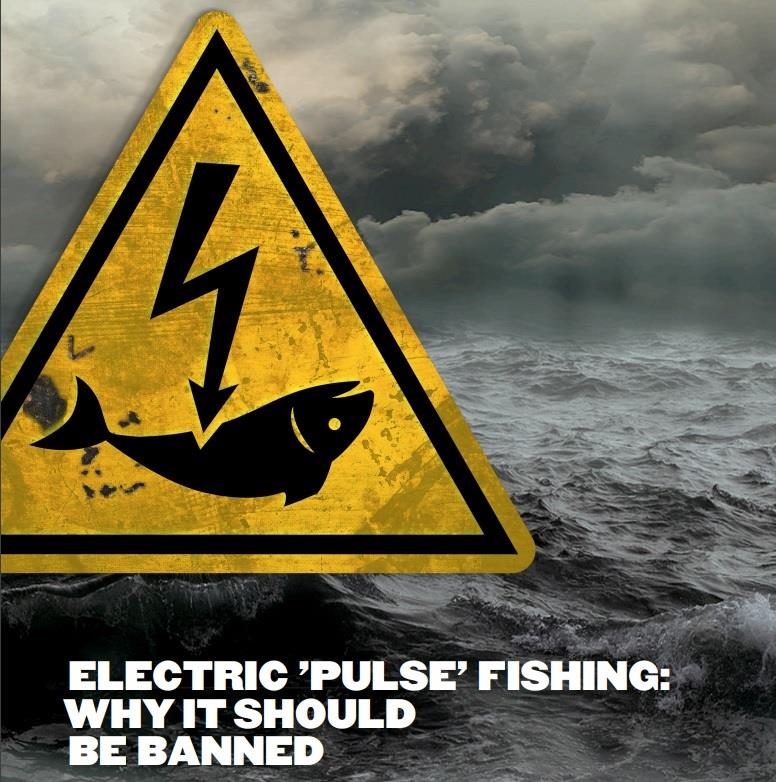 ep campanala pesca electricabloom