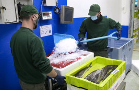 ep dos trabajadores manejan pescado en cajas de plastico en la lonja de a coruna a 18 de marzo de