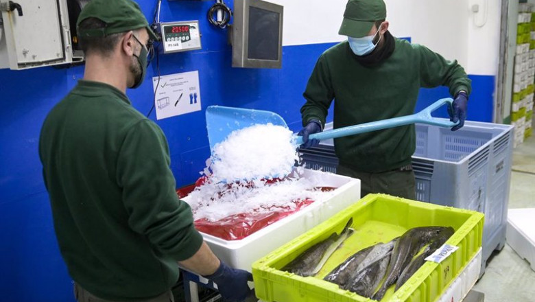 ep dos trabajadores manejan pescado en cajas de plastico en la lonja de a coruna a 18 de marzo de