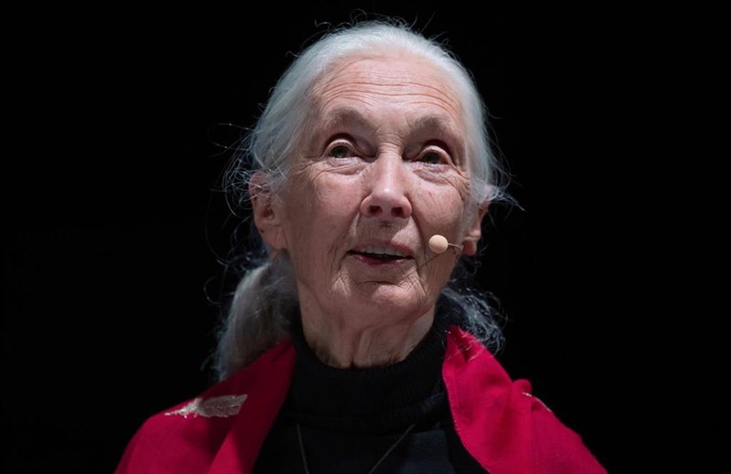 ep la primatologa jane goodall