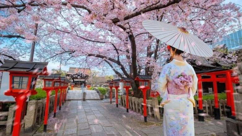 ep young japanese woman in a traditional kimono dress strolls by rokusonno shrine during full bloom