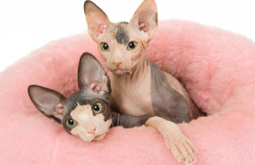 1578190688 gatos sin pelo egipcios sphynx en madrid