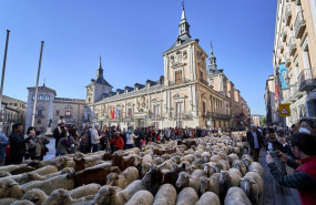 ep archivo   un rebano trashumante de cabras y ovejas frente a la plaza de la villa