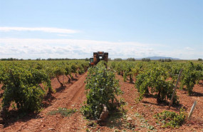 ep archivo   un trabajador utiliza un tractor para recoger uvas de una cosecha durante la temporada