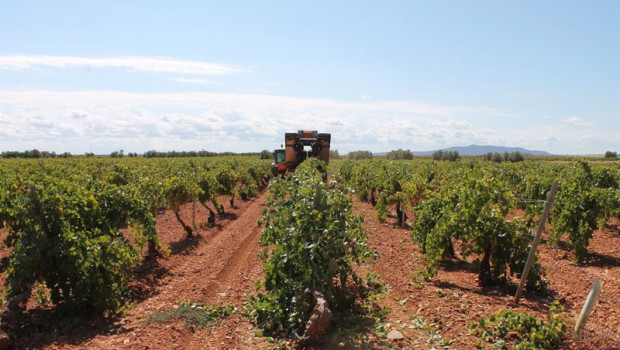 ep archivo   un trabajador utiliza un tractor para recoger uvas de una cosecha durante la temporada