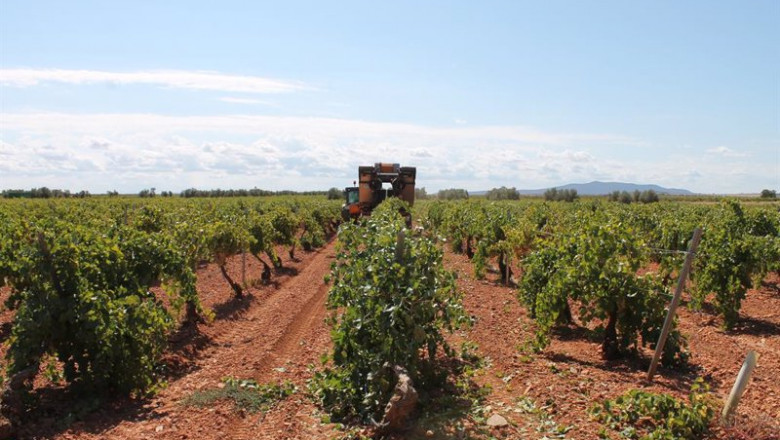 ep archivo   un trabajador utiliza un tractor para recoger uvas de una cosecha durante la temporada
