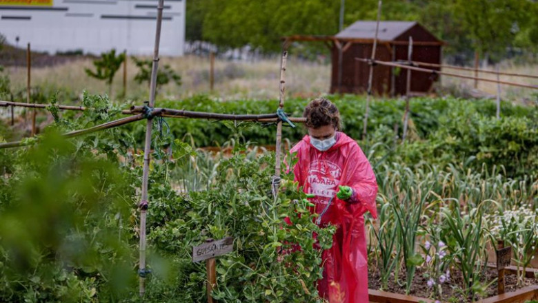 Archivo - Una voluntaria que trabaja en el Huerto Urbano Comunitario de Vicálvaro prepara una cesta con productos ecológicos para la Despensa Solidaria de Vicálvaro, una iniciativa social puesta en funcionamiento por vecinos del distrito el pasado mes de | Ricardo Rubio - Europa Press - Archivo ep archivo una voluntaria que trabaja en el huerto urbano comunitario de vicalvaro prepara una