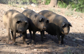 ep archivo   vista de cerdos ibericos de pata negra en la serrania de huelva