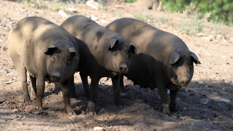 ep archivo   vista de cerdos ibericos de pata negra en la serrania de huelva