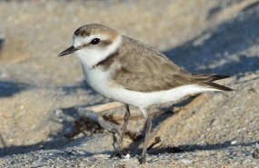 ep chortilejo patinegro elegida aveano 2019seobirdlife