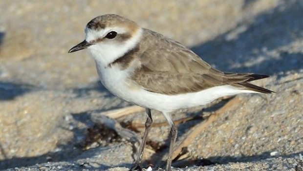 ep chortilejo patinegro elegida aveano 2019seobirdlife