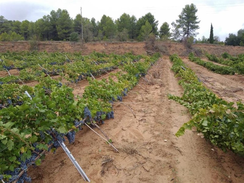 ep cultivo en ontinyent