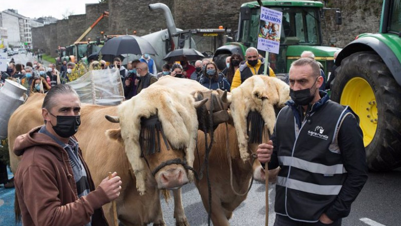 ep dos ganaderos con sus vacas durante una tractorada convocada por agromuralla en lugo para exigir ep dos ganaderos con sus vacas durante una tractorada convocada por agromuralla en lugo para exigir