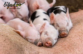 1238303 pienso ecologico lechones