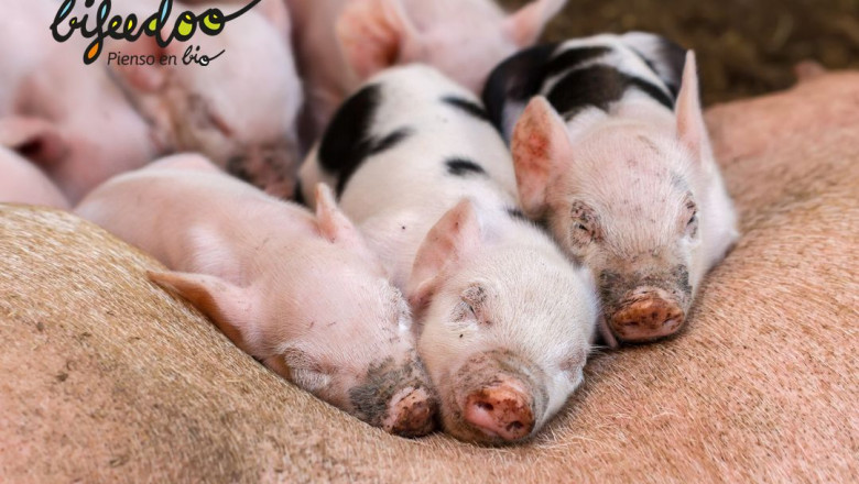 1238303 pienso ecologico lechones
