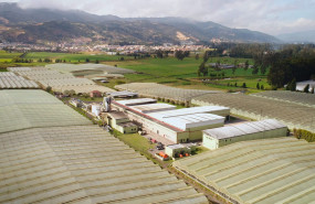 cultivo 2 20230601184528 cultivo 2 20230601184528