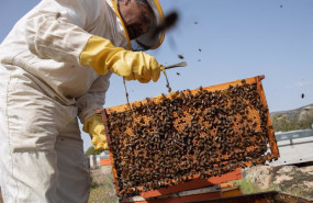 ep archivo   apicultor