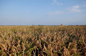 ep archivo   campo de arroz en la comunitad valenciana