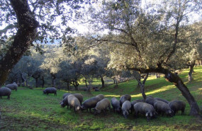 ep archivo   cerdos ibericos se alimentan en una dehesa en una imagen de archivo