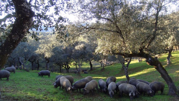 ep archivo   cerdos ibericos se alimentan en una dehesa en una imagen de archivo