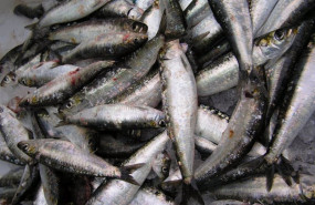 ep archivo   sardina