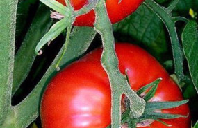 ep archivo   tomates de almeria