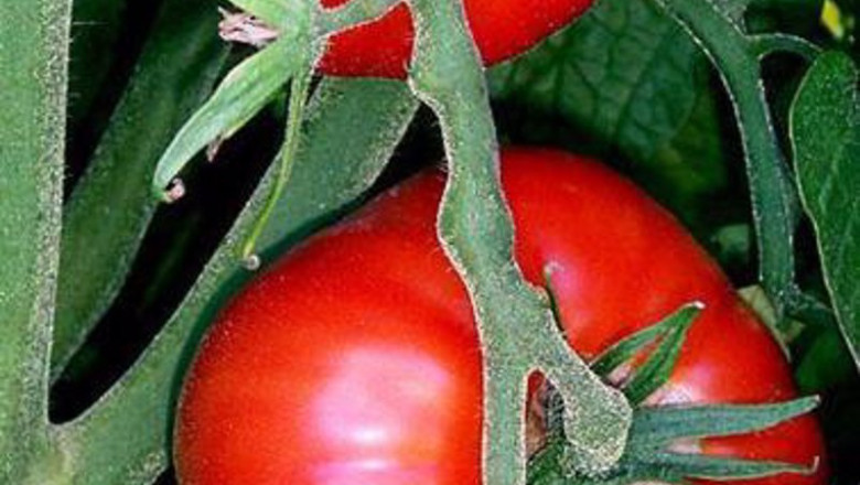 ep archivo tomates de almeria ep archivo tomates de almeria