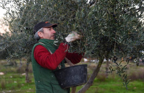 ep archivo   una persona recolecta aceitunas en un olivar de holguera caceres