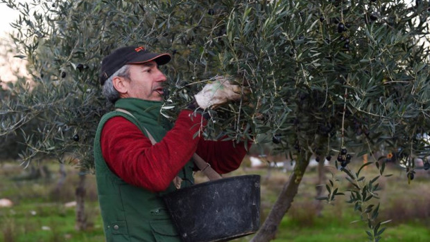 ep archivo   una persona recolecta aceitunas en un olivar de holguera caceres