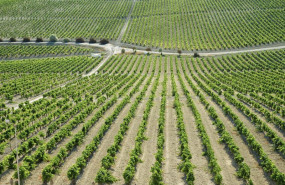 ep archivo   una vina del marco de jerez