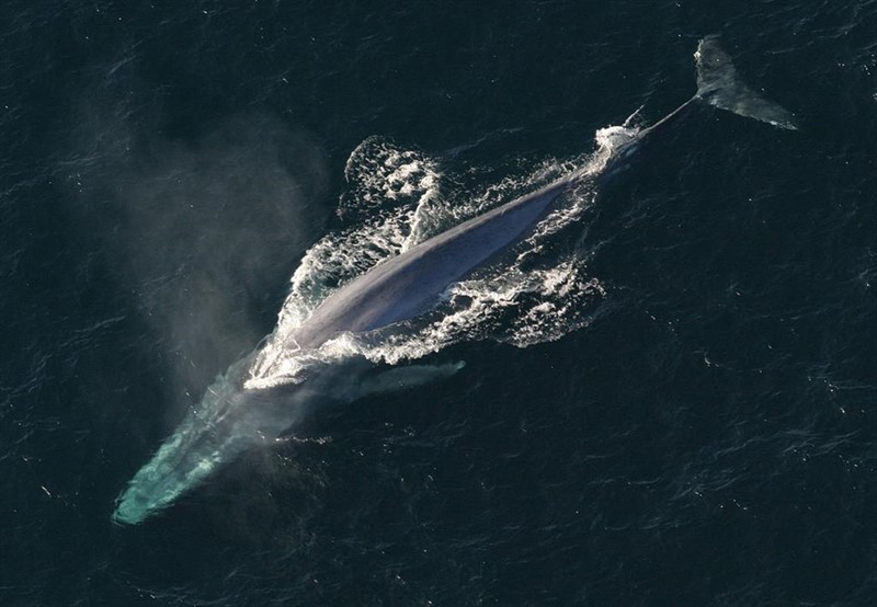 BALLENA AZUL | YOUTUBE ep ballena azul