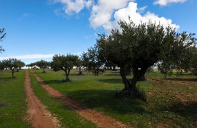 ep campo de olivos en las inmediaciones de la localidad de campo real