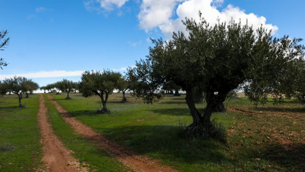 ep campo de olivos en las inmediaciones de la localidad de campo real