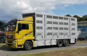 ep el sef lanza su primer curso centrado en las buenas practicas en el transporte de ganado