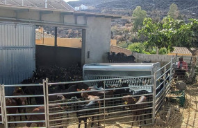 ep ganado ovino caprino en una explotacion afectada por el incendio de los gallardos almeria ep ganado ovino caprino en una explotacion afectada por el incendio de los gallardos almeria
