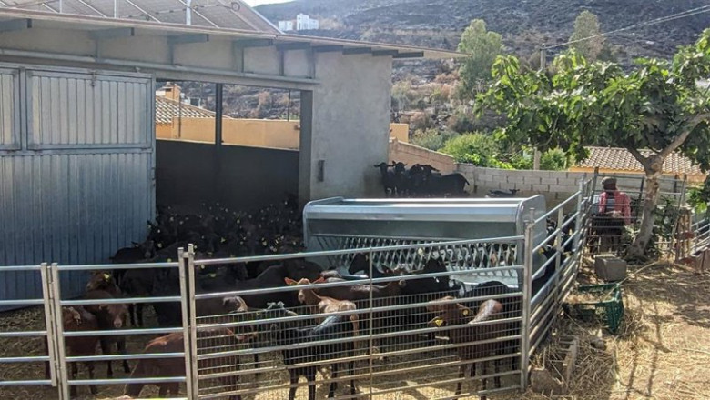ep ganado ovino caprino en una explotacion afectada por el incendio de los gallardos almeria ep ganado ovino caprino en una explotacion afectada por el incendio de los gallardos almeria
