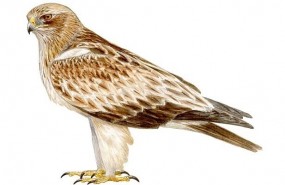 ep ilustracion del aguila calzada aquila pennata