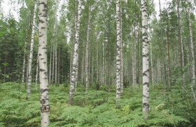 ep una de las parcelas de bosque muestreadas en la imagen varios abedules betula pendula de un