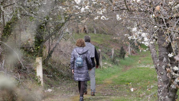 ep una pareja pasea por un camino con los cerezos en flor en corullon leon