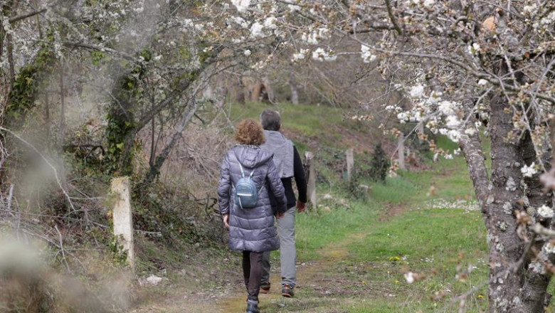 Una pareja pasea por un camino con los cerezos en flor, en Corullón, León | Carlos Castro - Europa Press ep una pareja pasea por un camino con los cerezos en flor en corullon leon