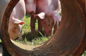 ep union de uniones insiste en la prevencion y contencion del foco de la ppa como prioritario