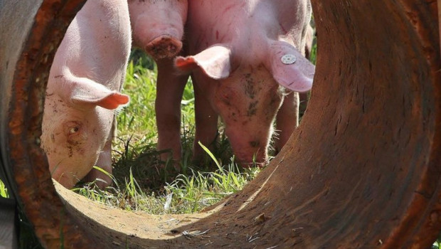 ep union de uniones insiste en la prevencion y contencion del foco de la ppa como prioritario