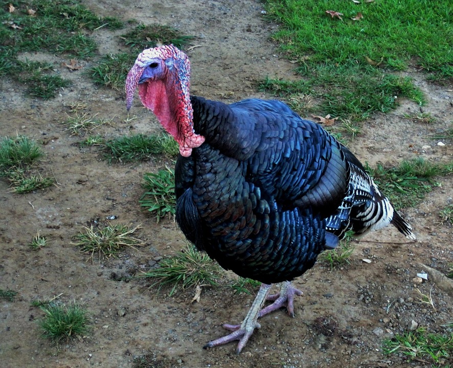 pavo animal accion gracias