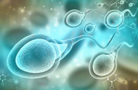 1617613037 espermatozoides