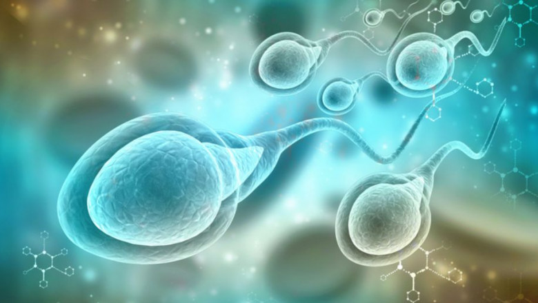 1617613037 espermatozoides