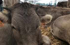 ep archivo   vaca ganado feria vacuno