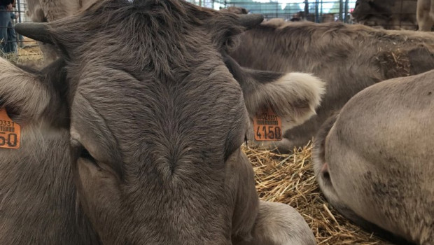 ep archivo vaca ganado feria vacuno ep archivo vaca ganado feria vacuno